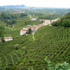 Valdobbiadene's Prosecco vinyards: a great view. To tase Prosecco book our Tour!